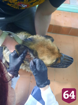 Саратовские ветеринары спасли овчарку Альфу с воспалением уха